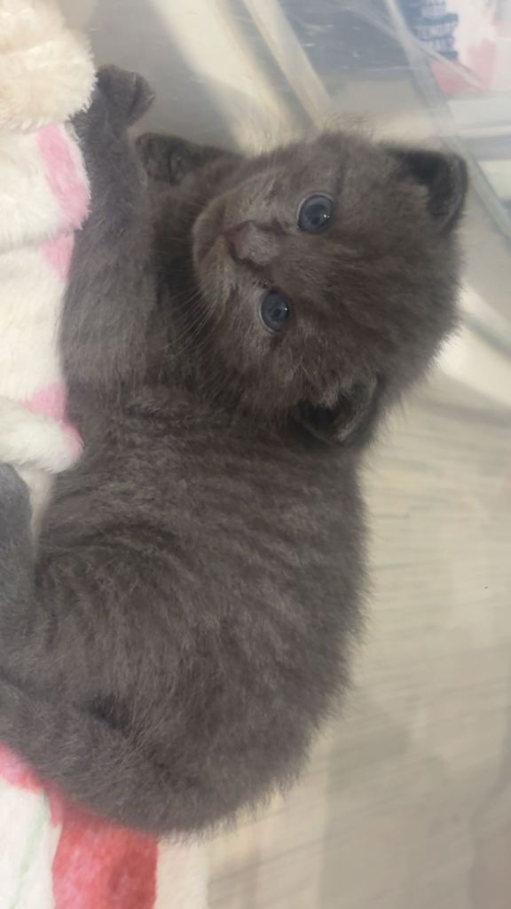 1 more precious kitten available to loving, responsible homes 