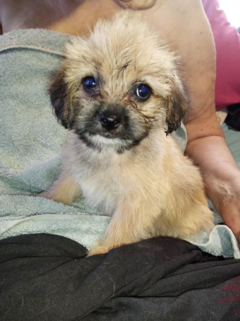 Beagle poodle Lhasa apso