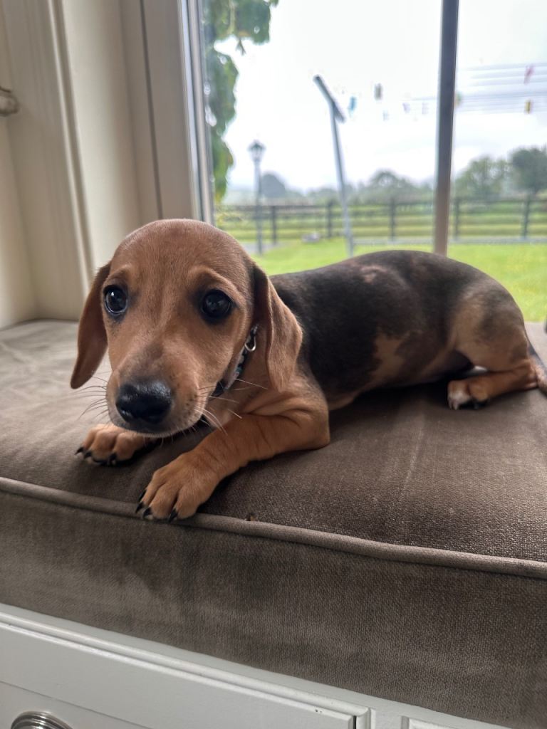 Dachshund Female puppy 