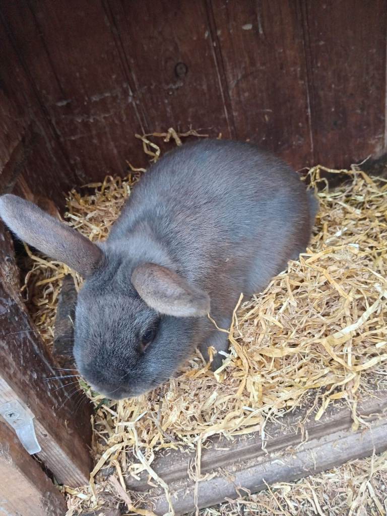 Rabbit for sale 
