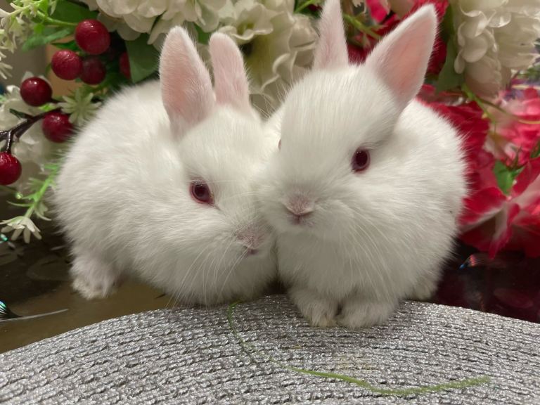 Pure Netherland Dwarfs