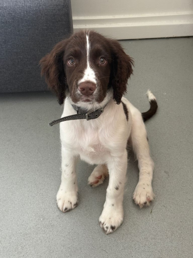 Springer spaniel 