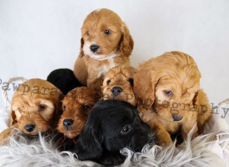 Miniature Cockapoo puppies for sale