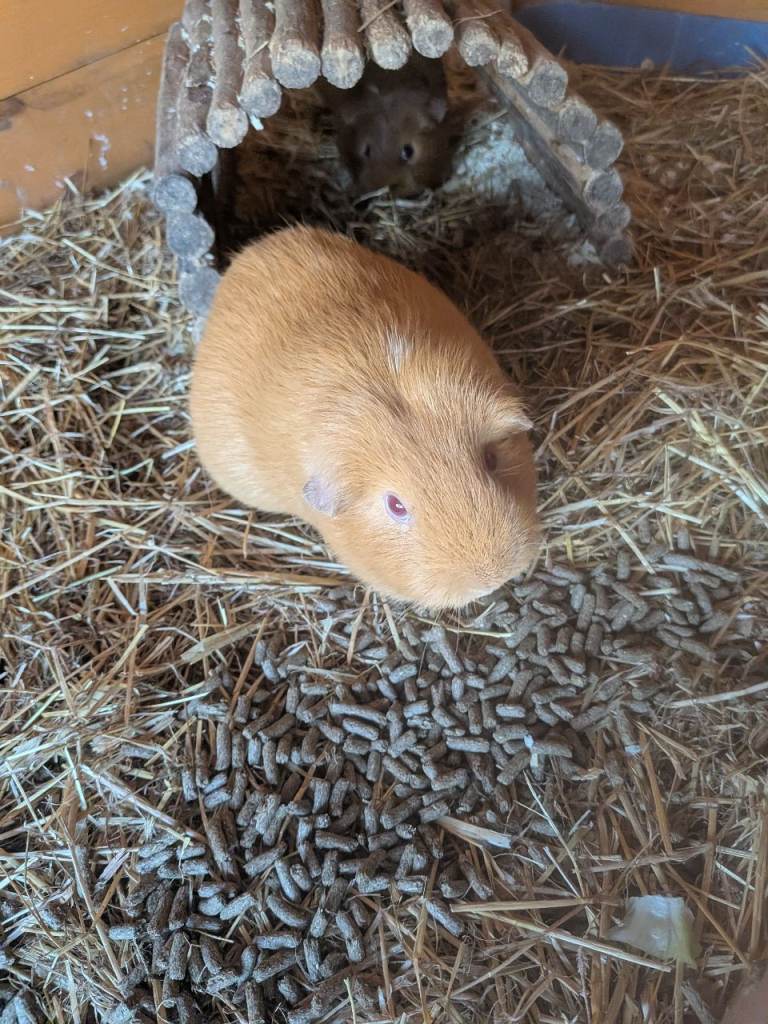 Guinea pig pig family looking for a new loving home