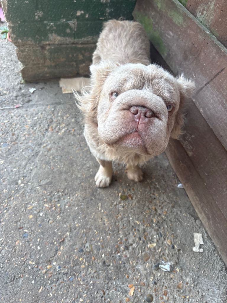Fluffy French bulldogs 
