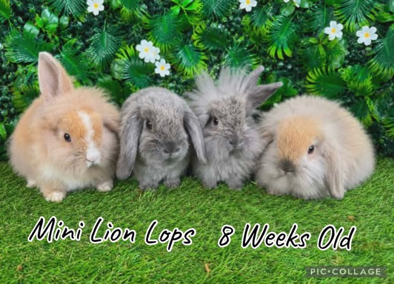 Mini lion lop babies 