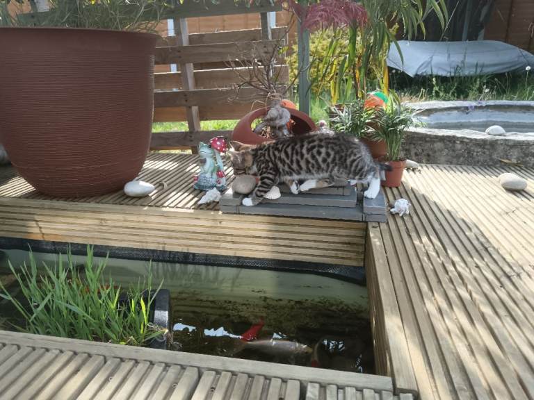 Kitten for sale
