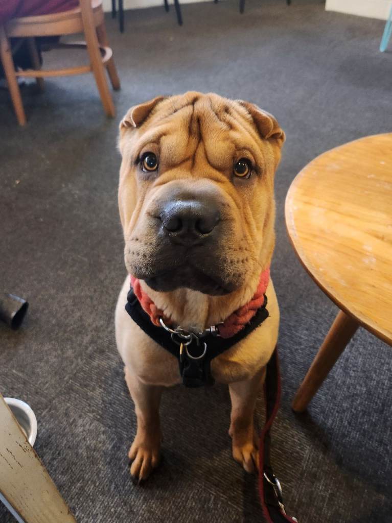 Lovely bullpei boy looking for new home