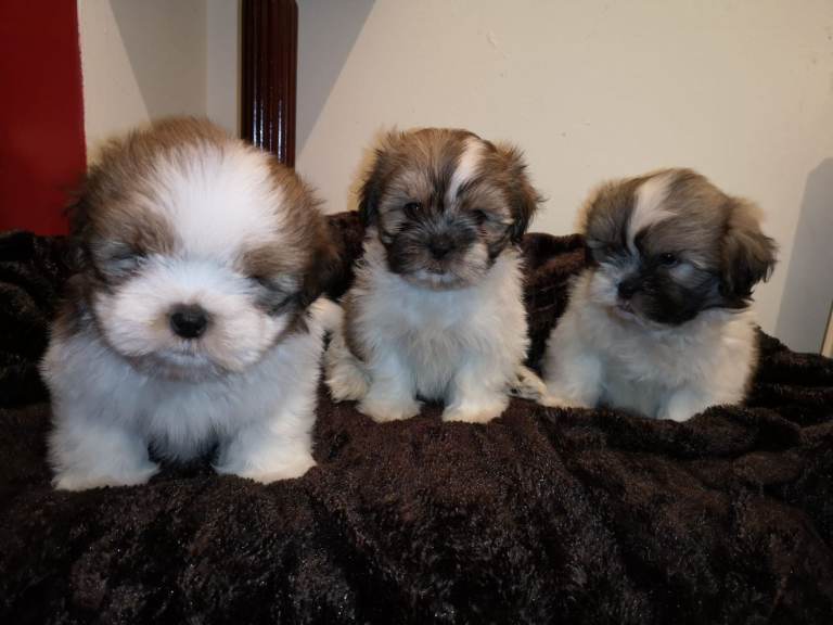 Beautiful Shih Tzu Puppies for sale. 