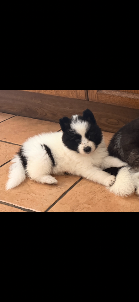 samoyed x husky puppies