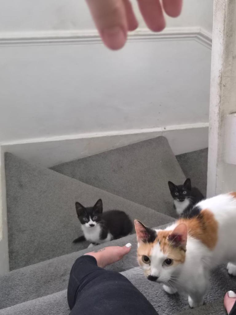 Black and white  kittens 