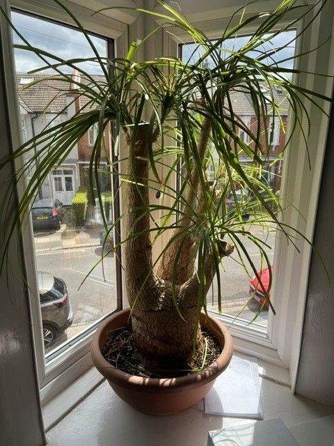 Large Ponytail Palm (Elephant's Foot Tree) – Beaucarnea recurvata with Pot