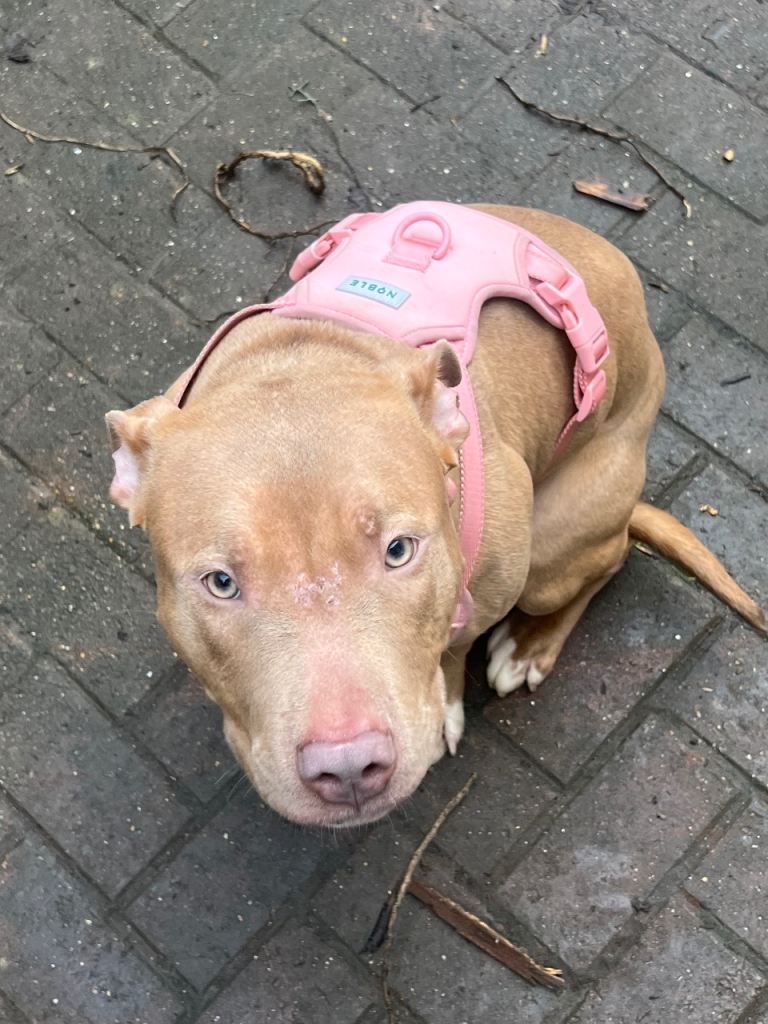 7 month puppy for sale 