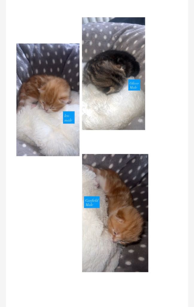 British short hair kittens