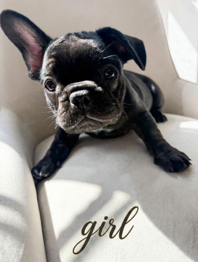 French bulldog 