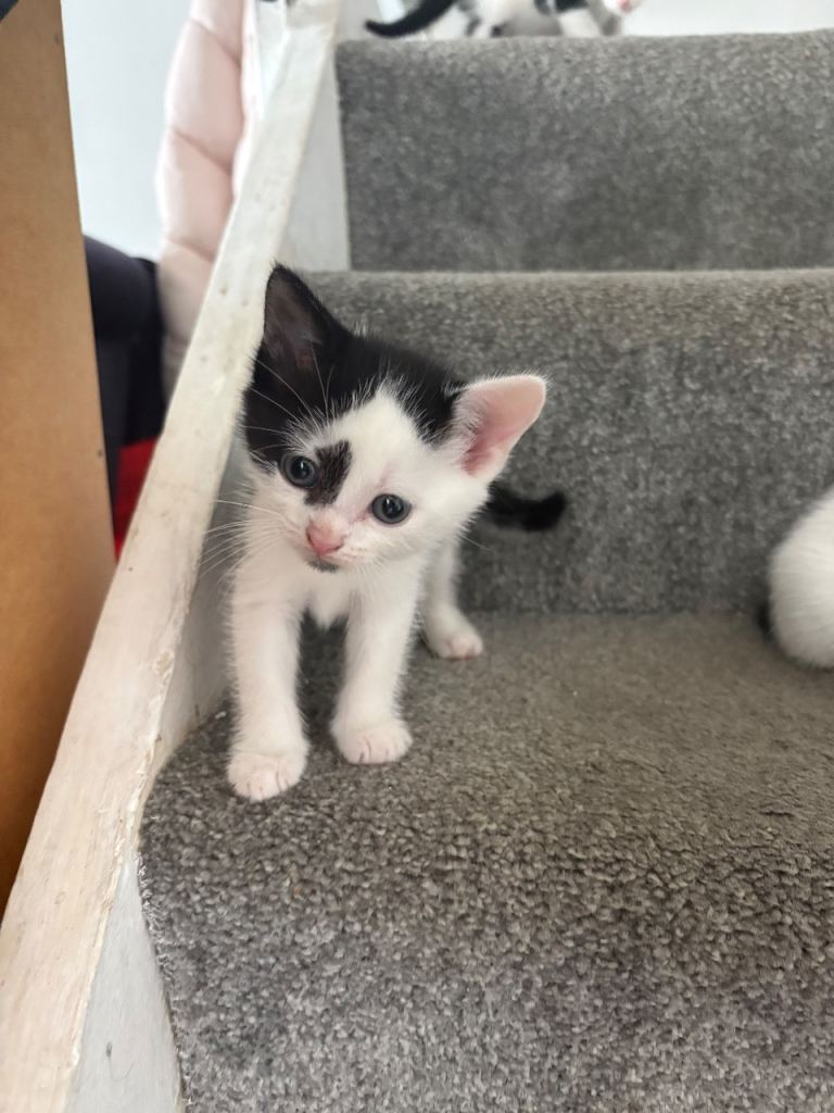 Kittens for sale