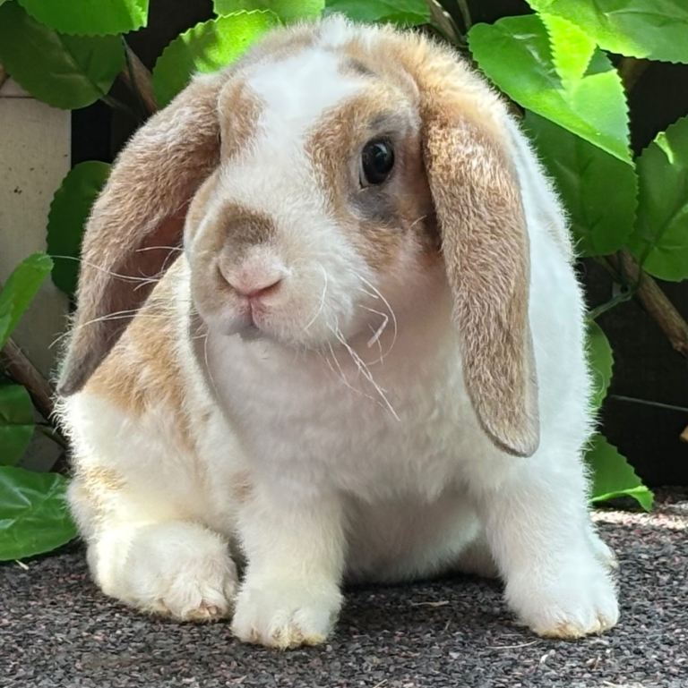 Mini Plush Lop - hypoallergenic fur