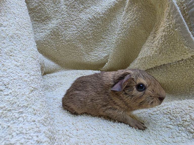 Guinea pigs needing new homes