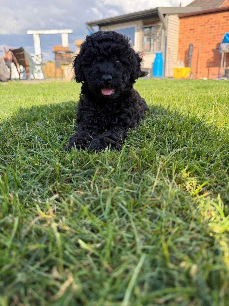 Stunning miniature Poodle Puppies 