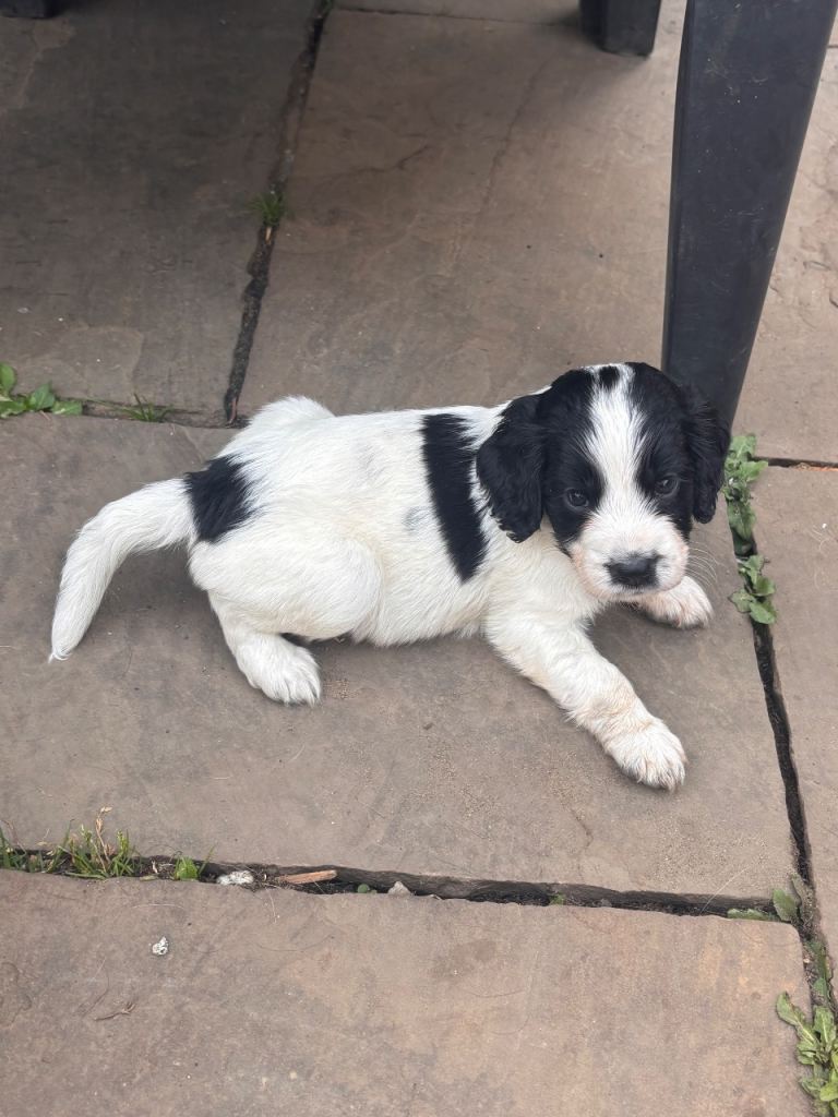 springer spaniels cross colliocker puppies 