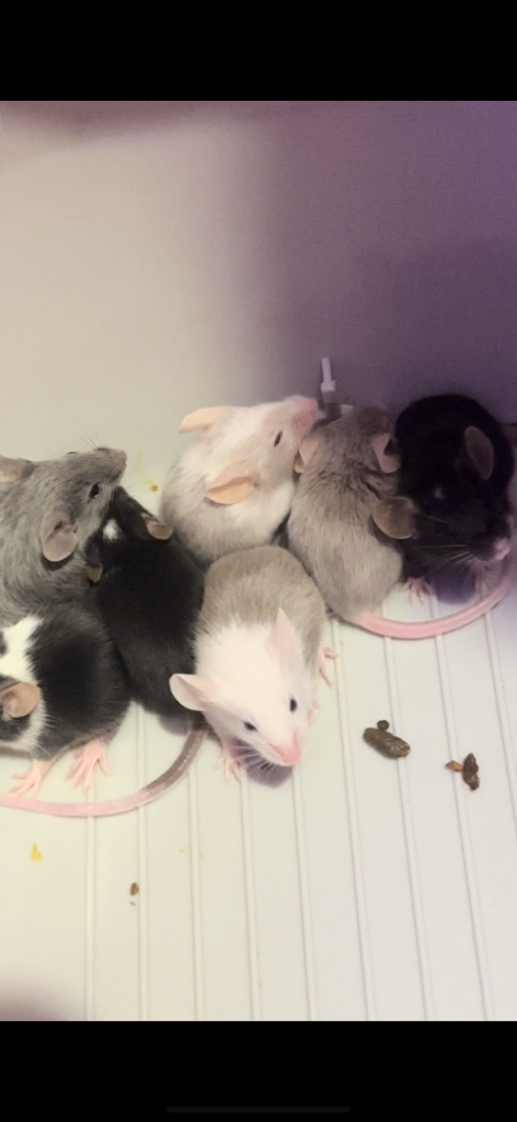 Fancy mice for sale 