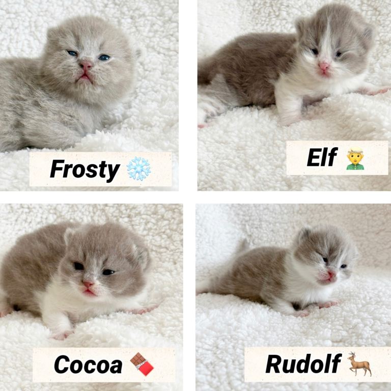 British shorthair kittens 
