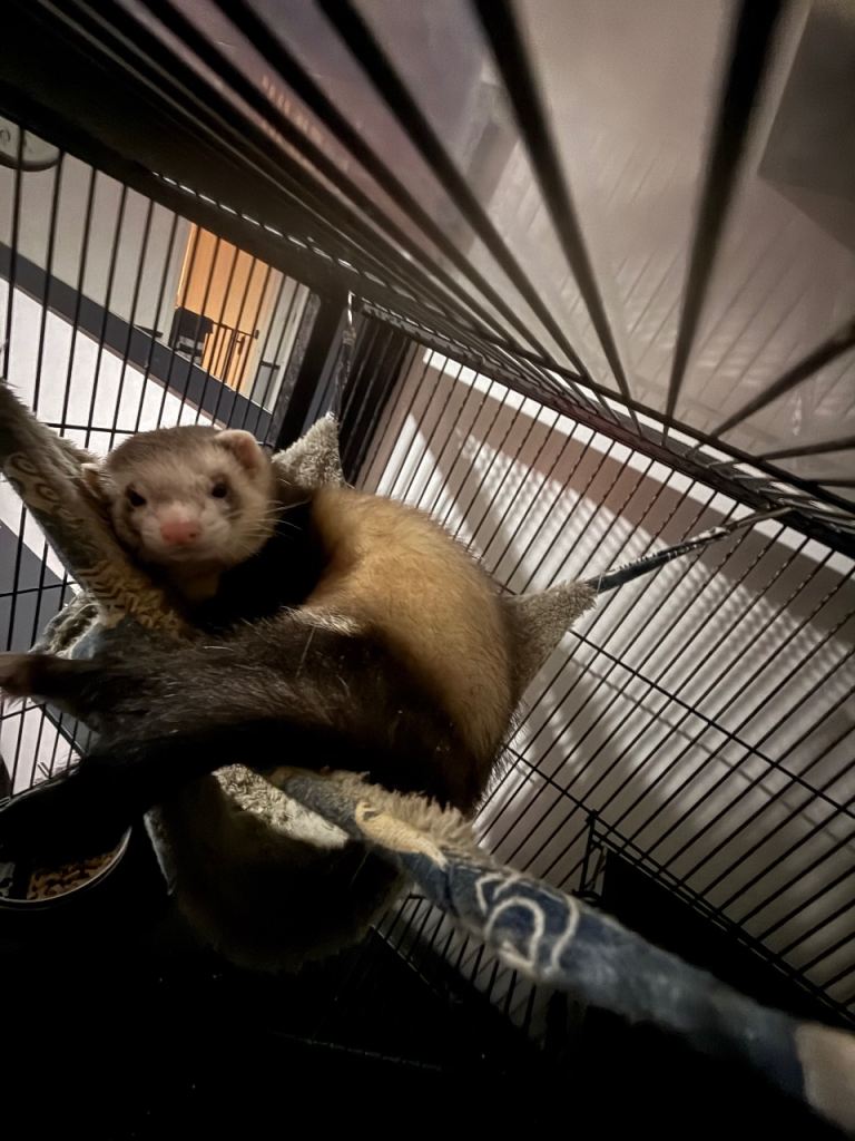 Ferret 