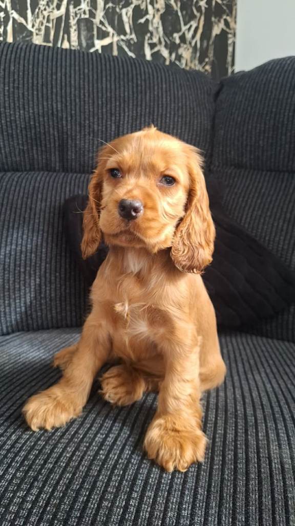 Cocker spaniel puppy 12 weeks old