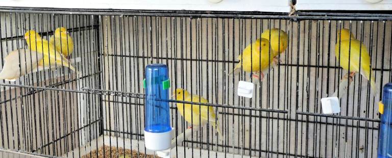 some 2025 canaries and some older birds