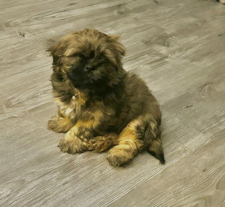 Shih tzu Puppies❌PRICE REDUCED ❌Ready Now ❌REDUCED ❌