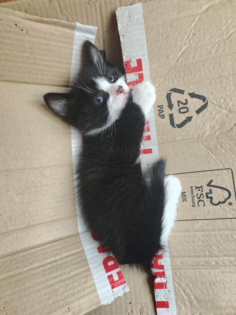 Kitten