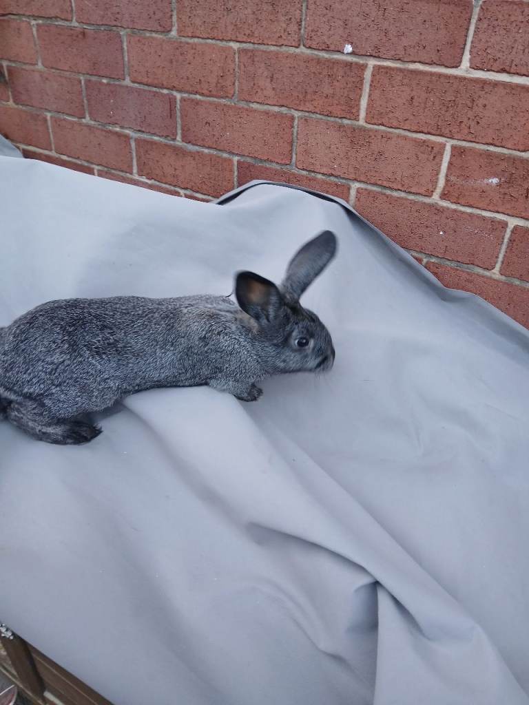 Baby bunnies 