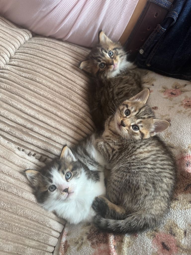 Kittens - Forever Homes Wanted