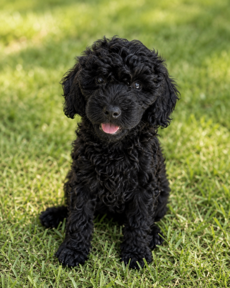 Adorable House Trained Cockapoo Puppy - Amazing Temperament - Read Description For More Info