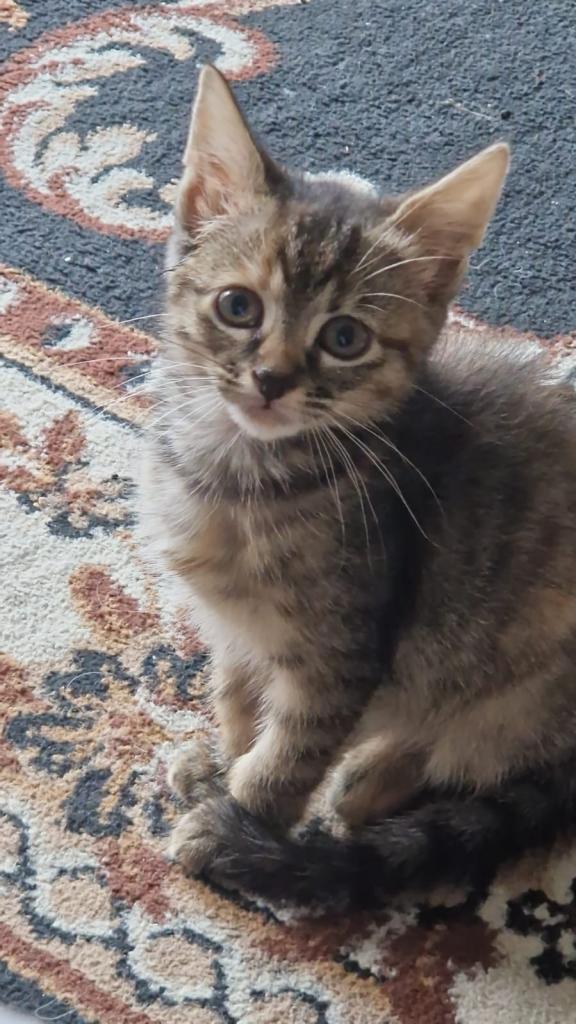 8 week old kitten 