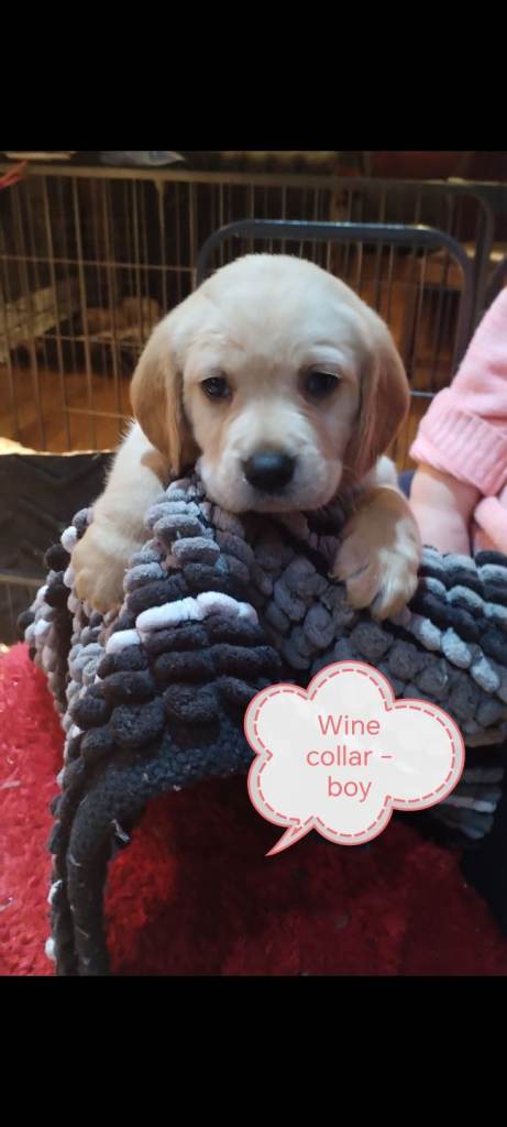 Beautiful Cockador (Labrador x cocker spaniel) pups for sale 