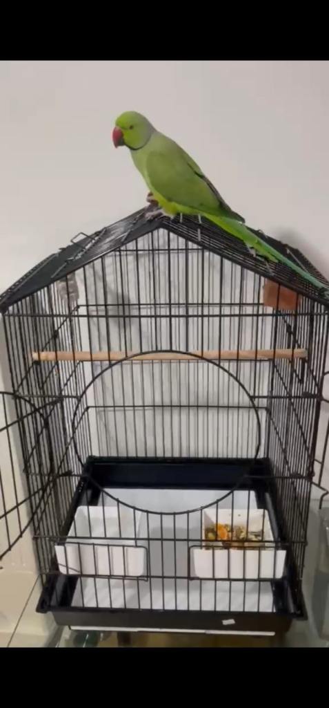 Indian Ringneck Parakeet