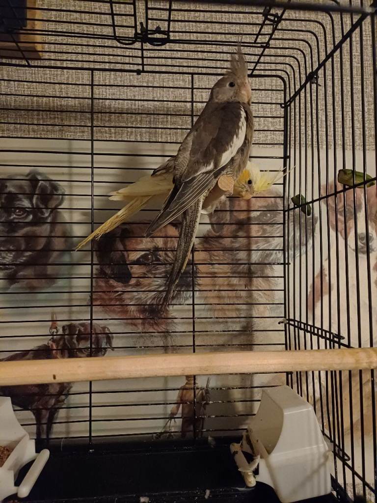 2 hand tame cockatiels