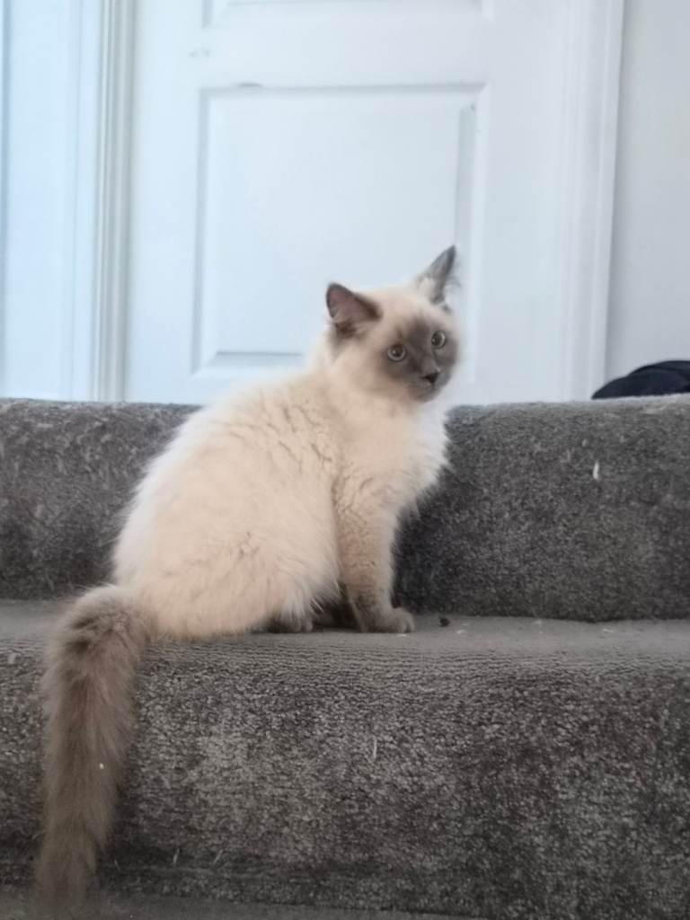 Female ragdoll kitten for sale fully vaccinated  16 weeks