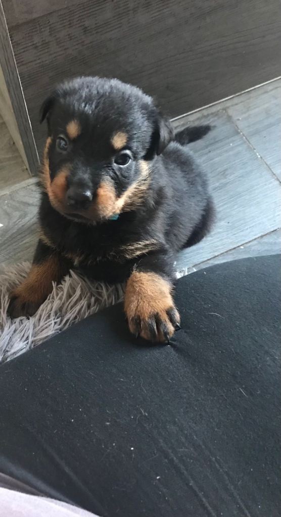 Rottweiler puppies 