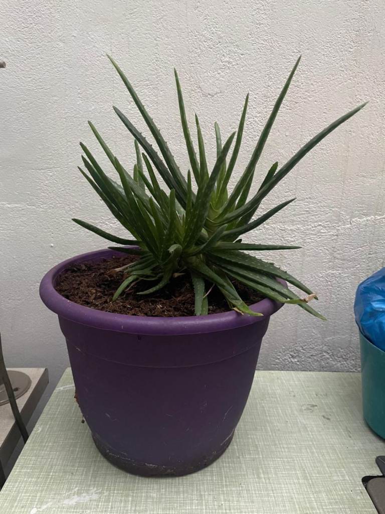 Aloe vera plant 