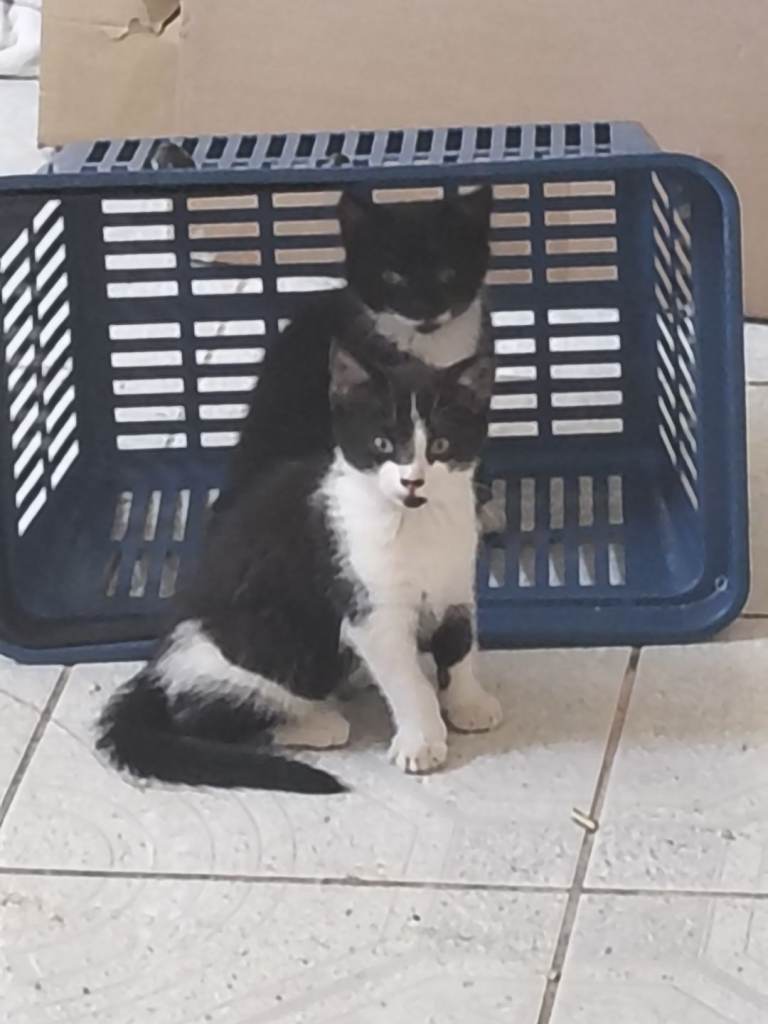 Cute kittens in Barking