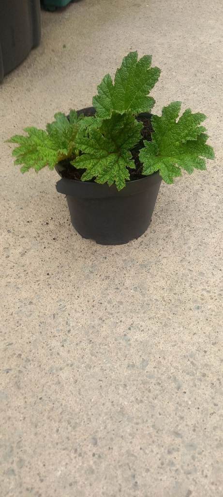 Gunnera plant in 7.5 ltr pot 