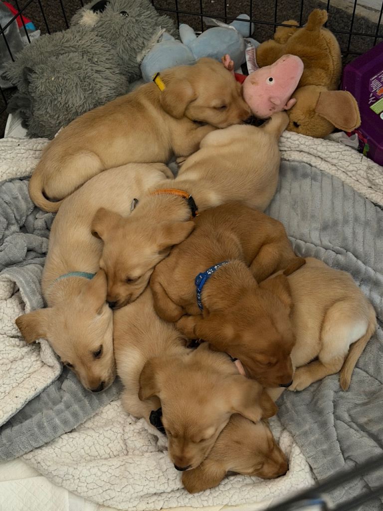 Labrador puppies 