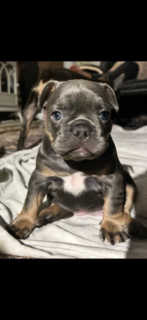 Stunning 5 Generation Pedigree French Bulldog Puppies 
