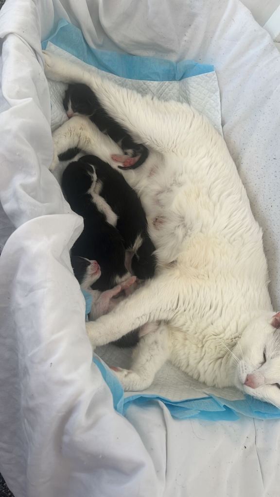 Kittens for sale 