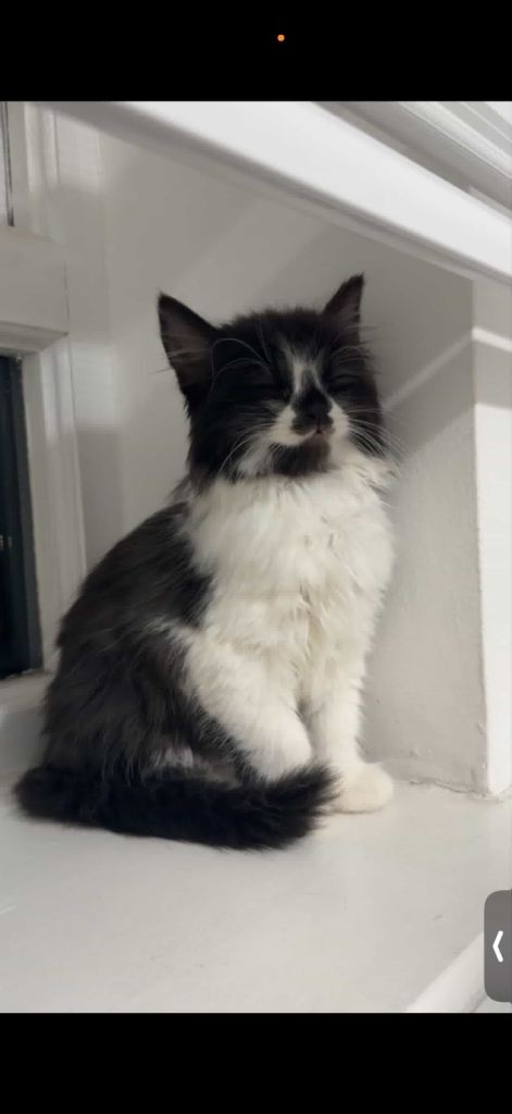 British Long Hair Kitten (girl)