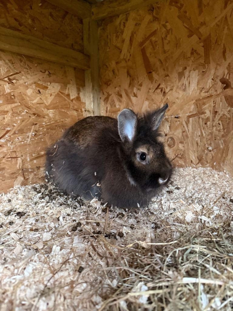 Rabbits for rehoming