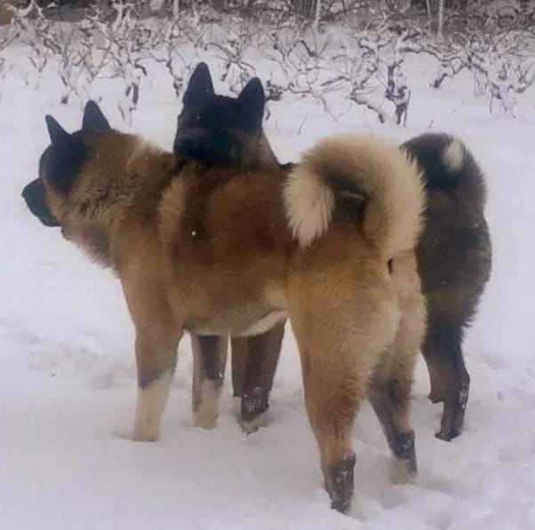 Akita pups