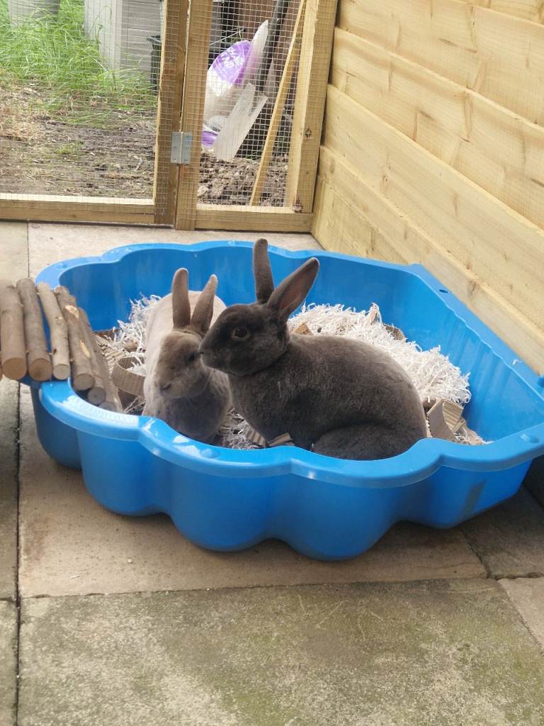 Bonded Mini Rex Pair